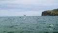 „Polacy za granicą”: Na tropie nowozelandzkich delfinów Hectora