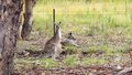 „Polacy za granicą”: Tu można znaleźć kangury dziko żyjące