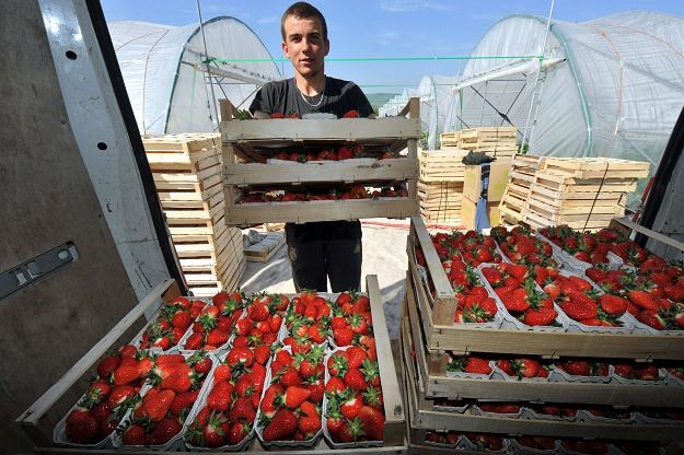 Polacy zatrudnieni przy zbiorach ogórków, truskawek i pomidorów mają szansę zarobić 8,79 euro/h /AFP