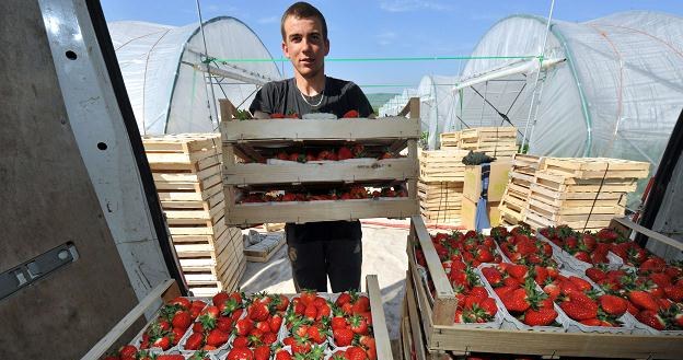 Polacy zatrudnieni przy zbiorach ogórków, truskawek i pomidorów mają szansę zarobić 8,79 euro/h /AFP