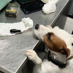 przemyt narkotyków Polak połknął 88 kapsułek kokainy. Szokujący przypadek na lotnisku w Gdańsku