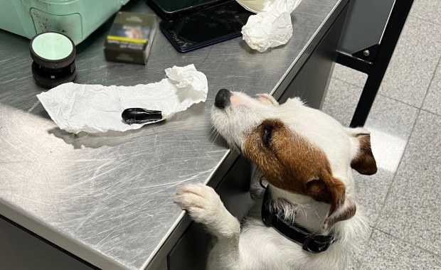 Polak połknął 88 kapsułek kokainy. Szokujący przypadek na lotnisku w Gdańsku