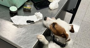 Polak połknął 88 kapsułek kokainy. Szokujący przypadek na lotnisku w Gdańsku