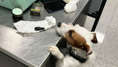 Polak połknął 88 kapsułek kokainy. Szokujący przypadek na lotnisku w Gdańsku