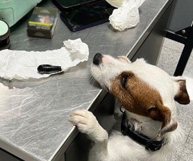 Polak połknął 88 kapsułek kokainy. Szokujący przypadek na lotnisku w Gdańsku