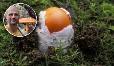 Polak znalazł rzadkiego jadalnego muchomora. Nawet 200 zł za kilogram
