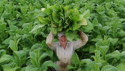 Polakom przestało się to opłacać. Wolimy zarobić w kraju