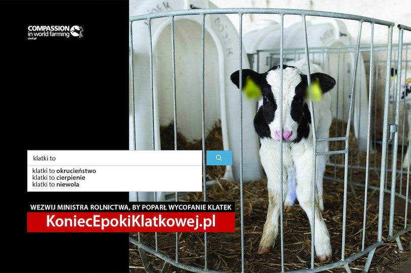 Polakom zależy na losie zwierząt i większość społeczeństwa popiera wprowadzenie zakazu hodowli klatkowej /INTERIA.PL/materiały prasowe