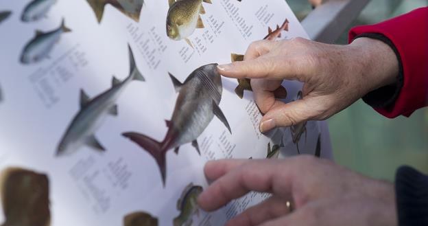 Polaków nie stać na ryby /AFP