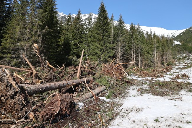 Połamane drzewa po lawinie nad Morskim Okiem /PAP/Grzegorz Momot /PAP