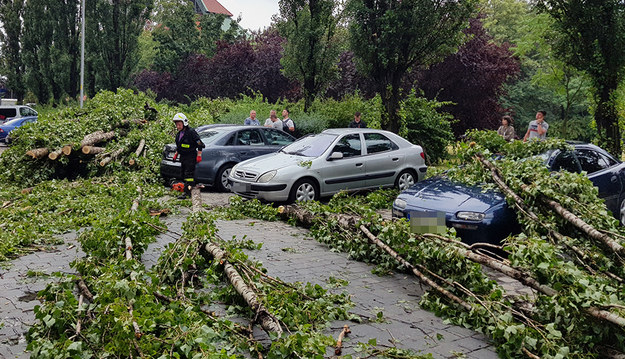 Połamane drzewa uszkodziły samochody we Wrocławiu /Gorąca Linia RMF FM