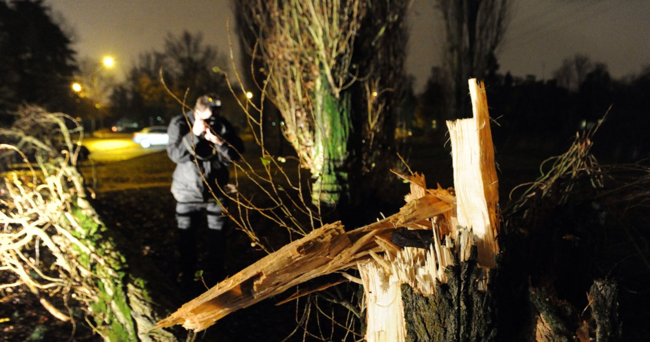 Połamane drzewa w Szczecinie. /Marcin Bielecki /PAP