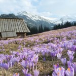 Polana w Tatrach z widokiem na Giewont. Wiosną jest usłana krokusami
