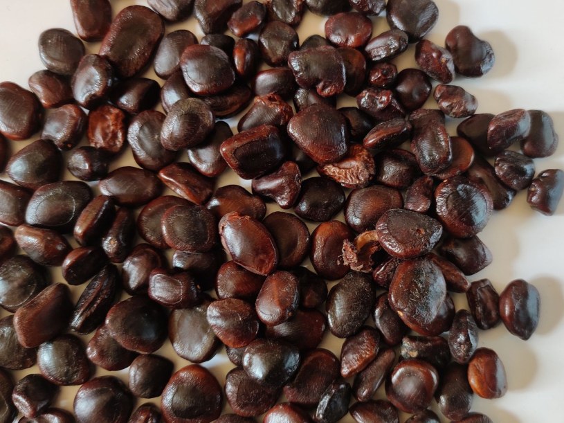 Polecany dla seniora, bo dba o stawy, oczy i ciśnienie. Można jeść jako suszoną przekąskę lub pastę