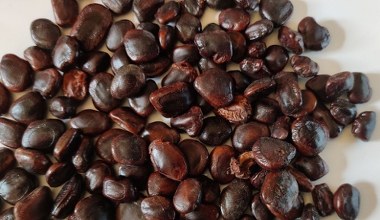 Polecany seniorom, bo dba o stawy, oczy i ciśnienie. Możesz jeść jako suszoną przekąskę lub pastę