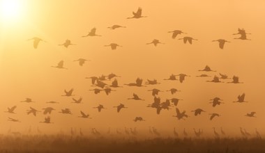 Poleski Park Narodowy pożegnał żurawie. To najlepszy czas na obserwację