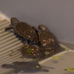 Poleskie żółwie w poszukiwaniu lęgowisk