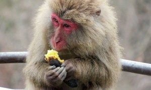 Policja interweniuje w sprawie terroryzujących małp