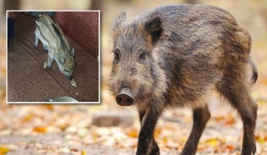 Policja otrzymała nietypowe zgłoszenie. "W jednym z mieszkań jest dzik"