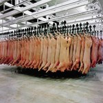 Policja sprawdza, gdzie mogło trafić mięso z uboju chorych zwierząt