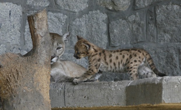 Policja szuka pumy i ... jej właściciela. To weteran wojenny 