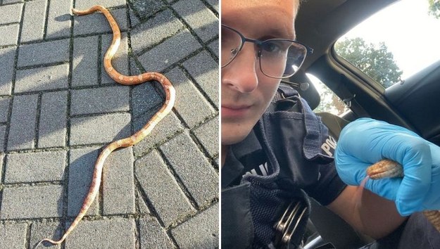 Policja szuka właściciela węża zbożowego /KPP w Czarnkowie /Policja
