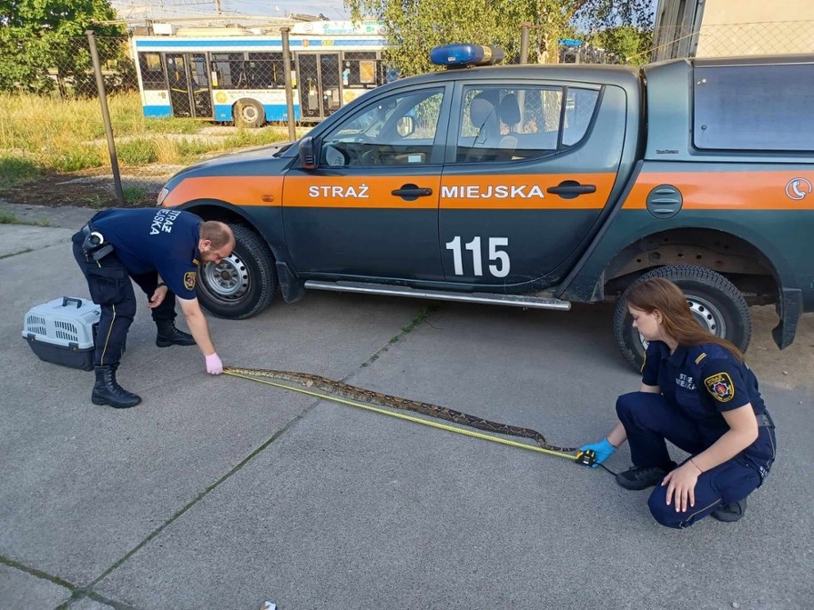 Policja szuka właściciela węża /gdynia.pl  /