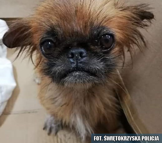 Policja szuka właściciela /KPP Włoszczowa /Policja