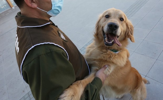 Policja w Chile trenuje psy, których nos wyczuje Covid-19 w ludzkim pocie