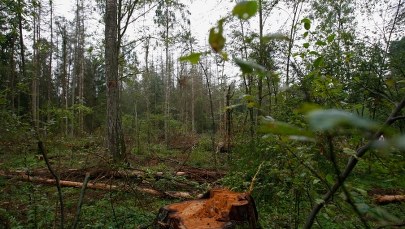 Policja wyjaśnia incydent w Puszczy Białowieskiej. Ekolodzy: Nie było ataku na księdza