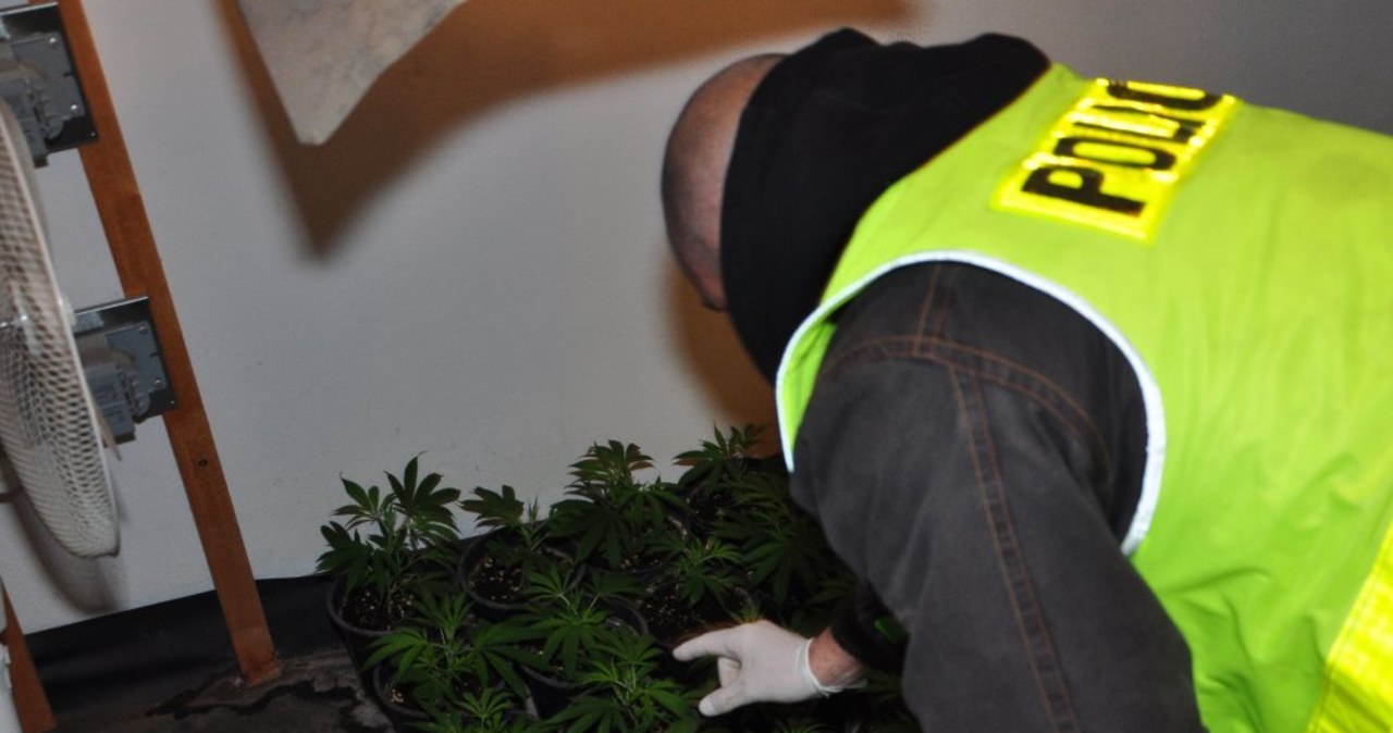 Policja zlikwidowała dwie plantacje marihuany 