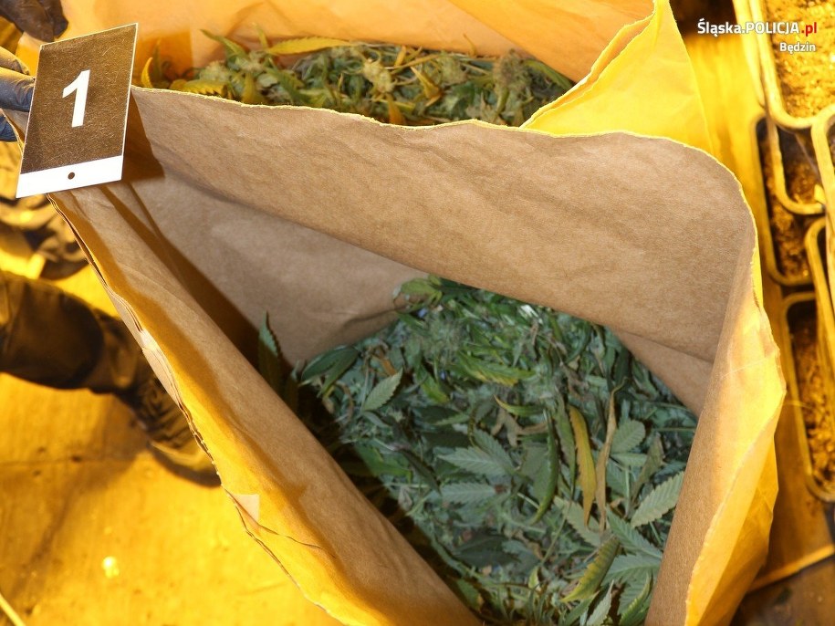 Policja zlikwidowała plantację konopi /Policja