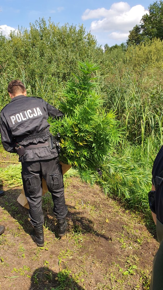 Policja zlikwidowała plantację marihuany ukrytą na bagnach /Policja Łódzka /Policja