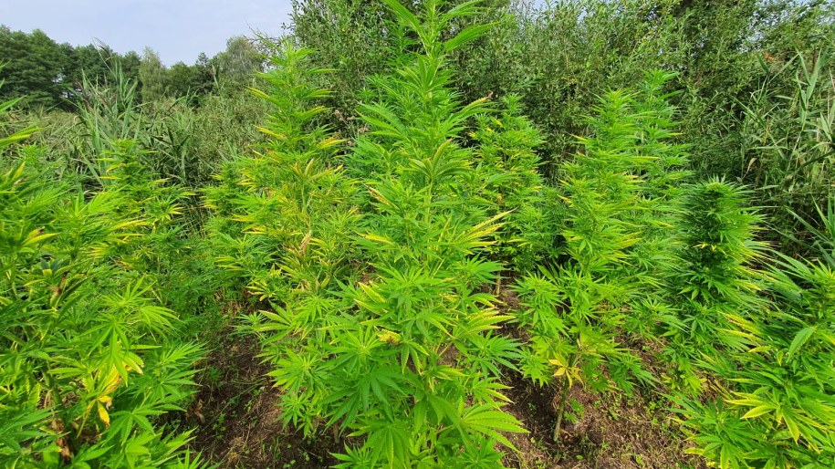 Policja zlikwidowała plantację marihuany ukrytą na bagnach /Policja Łódzka /Policja