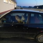 Policjanci nieźle się zdziwili. Przyjechała do pracy z ranną sarną