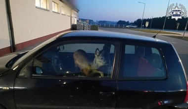 Policjanci nieźle się zdziwili. Przyjechała do pracy z ranną sarną