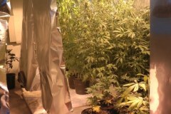 Policjanci odkryli plantację konopi indyjskich pod Bydgoszczą