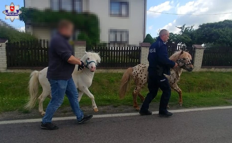 Policjanci odprowadzają niesforne kucyki do domu /Policja /Materiały prasowe