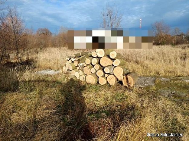 Policjanci odzyskali skradzione drzewo /Dolnośląska Policja /Policja