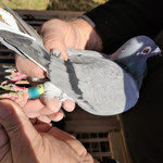 Policjanci odzyskali skradzione gołębie pocztowe 