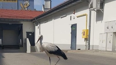 Policjanci pomogli bocianowi, który nie potrafił latać