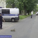Policjanci pomogli kaczkom przejść przez ulicę
