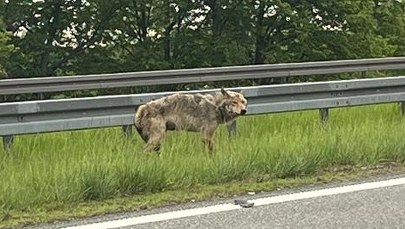 Policjanci pomogli wilkowi. Na S7 zwierzę potrącił samochód