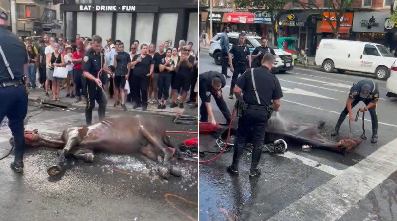 Policjanci próbowali ocucić konia /NYCLASS /Twitter