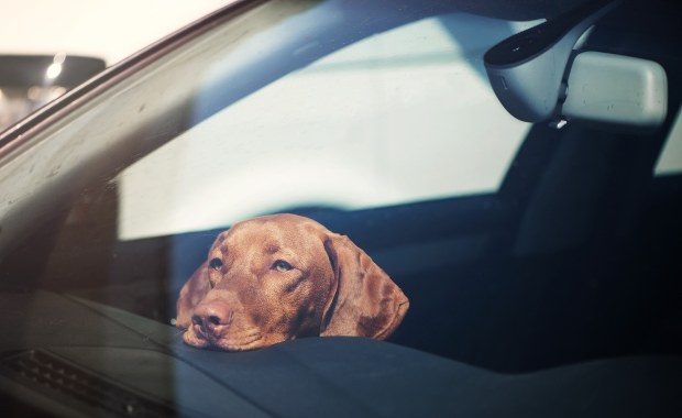 Policjanci uratowali psa z nagrzanego samochodu