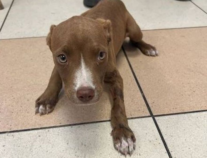 Policjanci uwolnili szczeniaka z rozgrzanego samochodu /POMORSKA POLICJA /Materiały prasowe