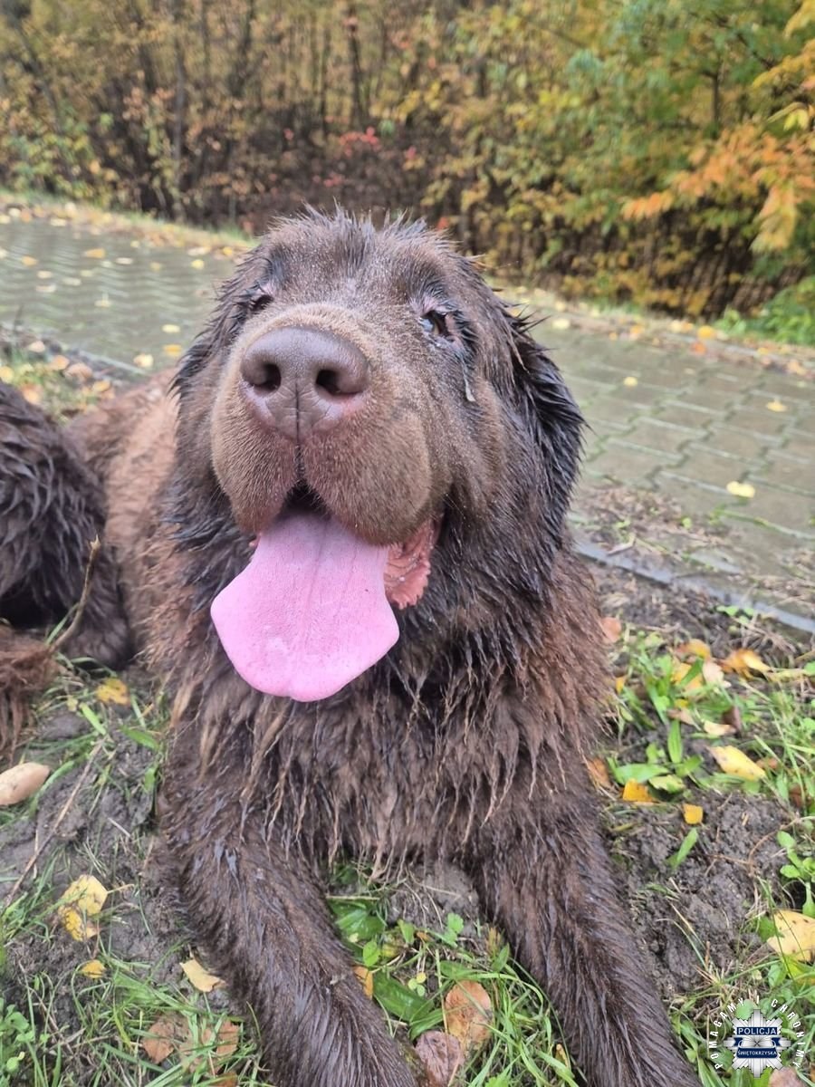 Policjanci z ostrowieckiej drogówki zaopiekowali się czworonogami /KPP Ostrowiec Świętokrzyski /Policja