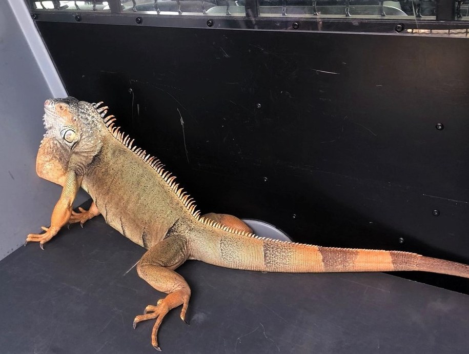 Policjanci z oświęcimskiej drogówki ujęli legwana /Małopolska Policja /