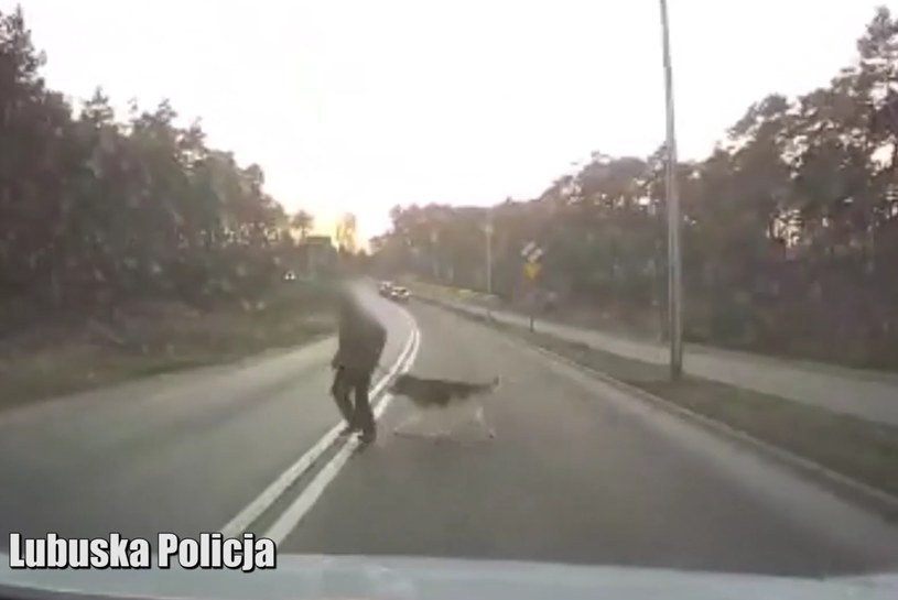 Policjanci z Zielonej Góry poszukują nieodpowiedzialnej pieszej, która z psem wyszła na drogę przed jadące auto /Polska Policja /Informacja prasowa