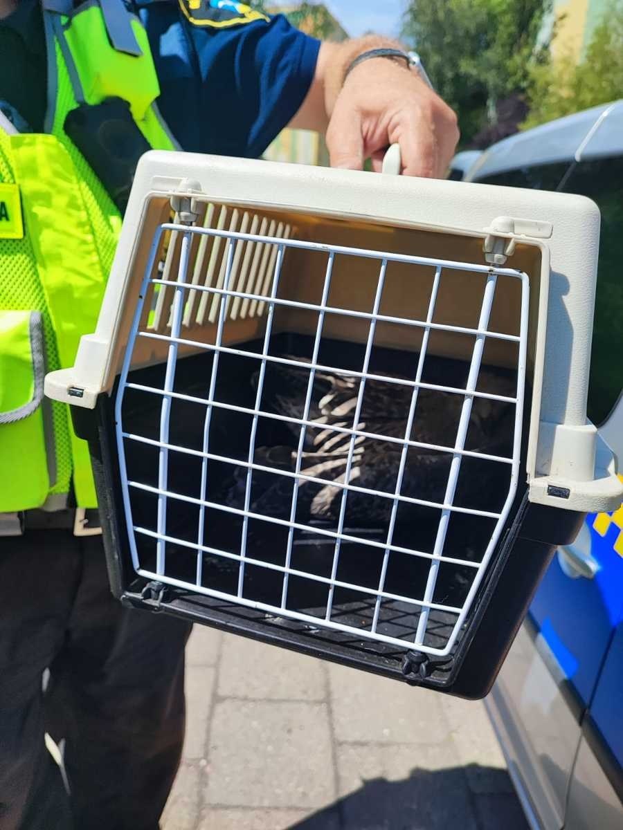Policjanci zaopiekowali się ranną mewą /POMORSKA POLICJA /